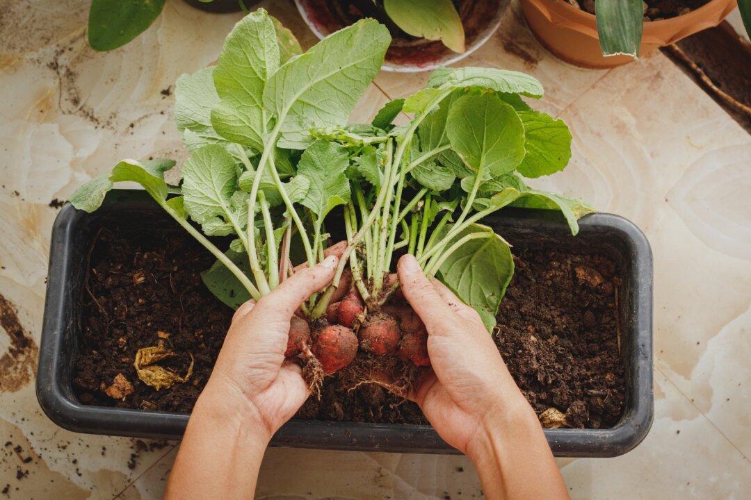 Micro Magic: Intensive Gardening for Small Spaces