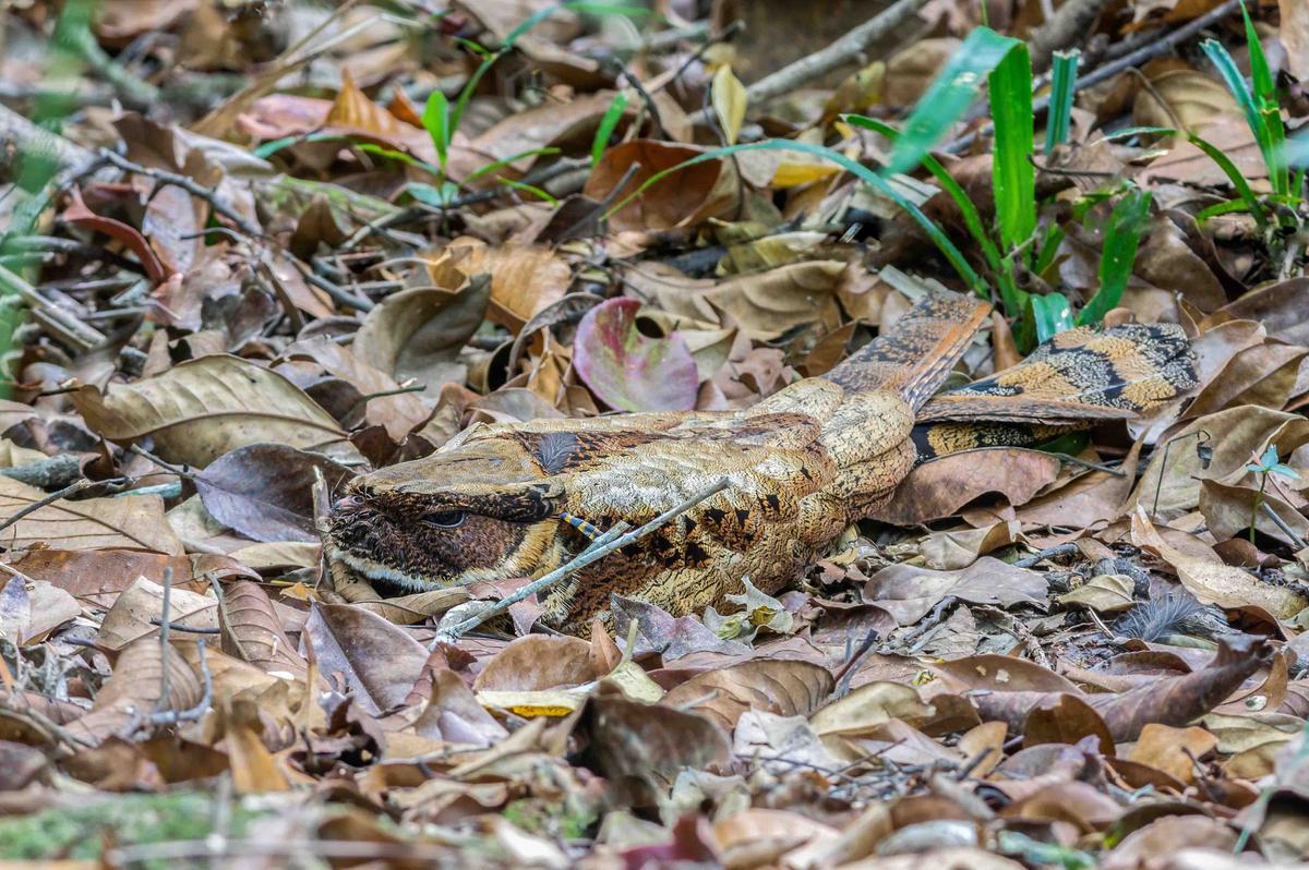 A great eared nightjar blends in with the forest floor. (Narupon Nimpaiboon/Shutterstock)