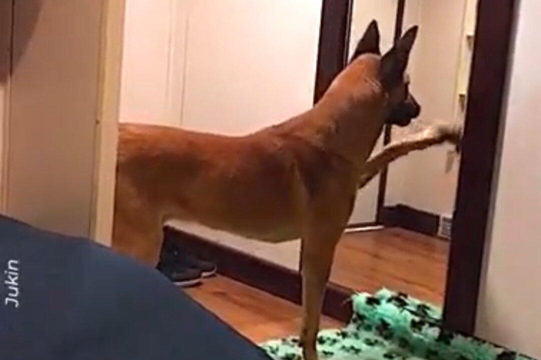 Dog Wants to Play With His Image in Mirror