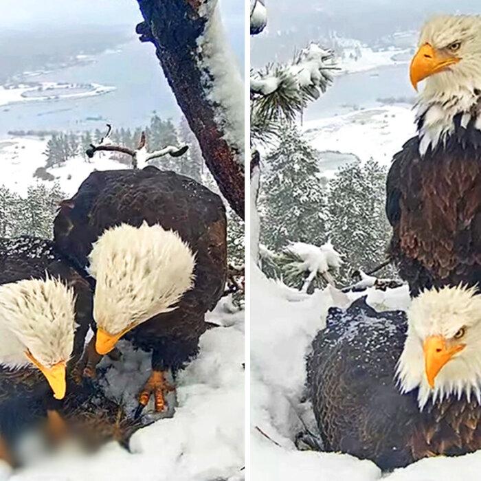 American Bald Eagle Dad Cares for His Mate During Her Labor—His Attentive Love Wins Hearts: VIDEO