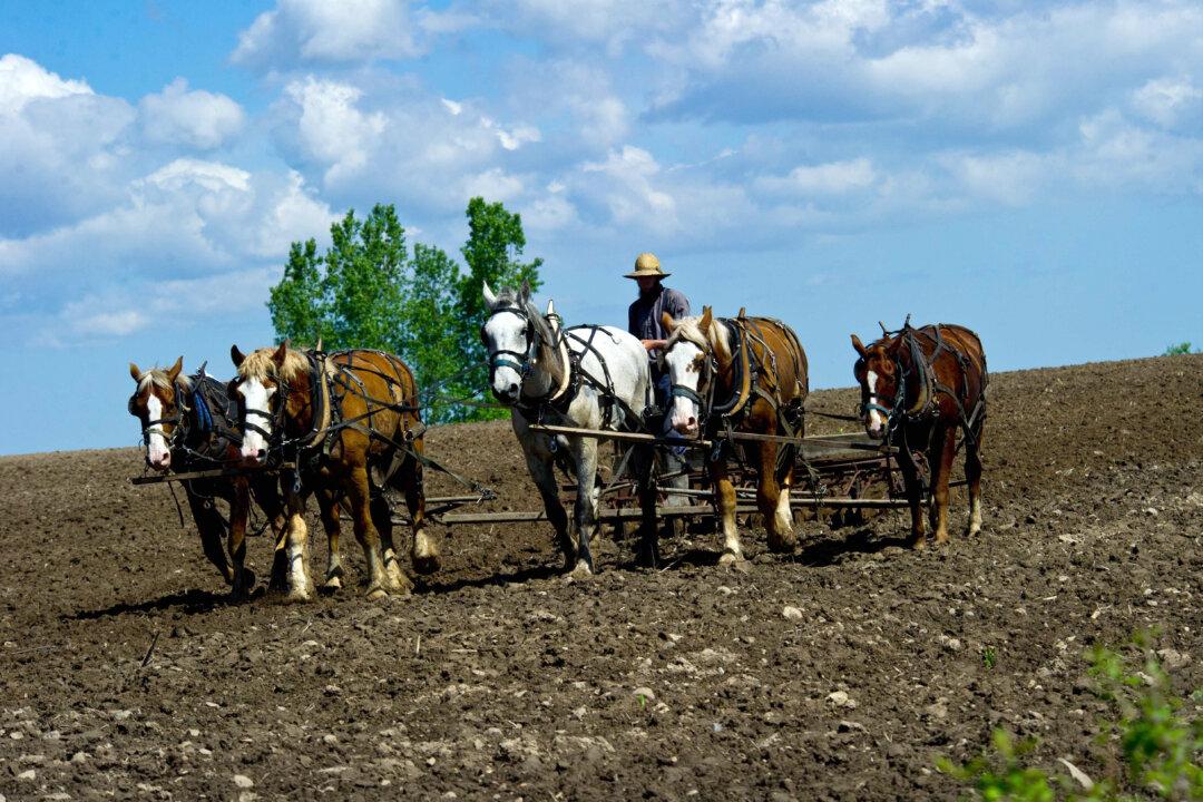 If the First Amendment Cannot Protect the Amish, Who Can It Protect?