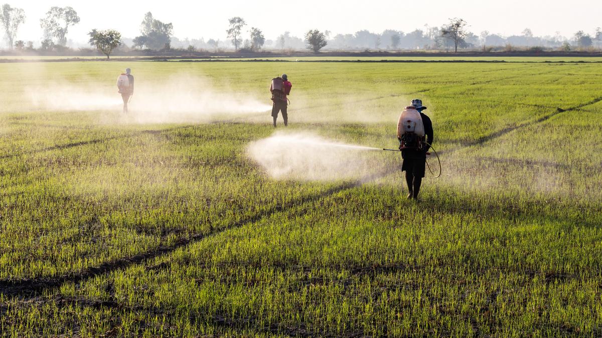 Pesticides on Your Plate? How to Shield Your Gut Now!