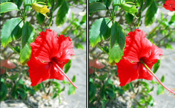 Spot the Difference Daily