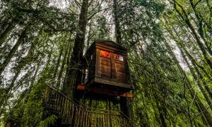This Treehouse Hotel Sits in an Otherworldly Forest. Here’s How to Get Your Reservation