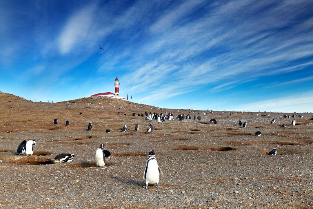 A Day Among Penguins on Chile’s Magdalena Island