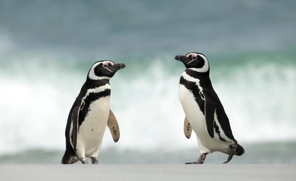 Magellanic penguins. (Giedriius/Shutterstock)