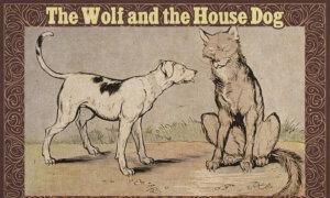House Dog Tells Wolf to Leave the Woods and Live Like Him, Just Then Wolf Sees Dog’s Chafed Neck
