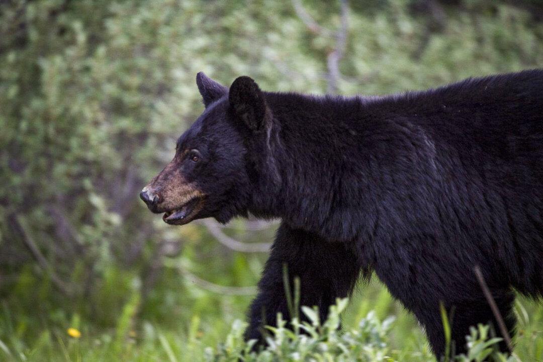 Woman Survives Bear Attack Outside Her Home; Mother Bear Killed and 3 Cubs Tranquilized