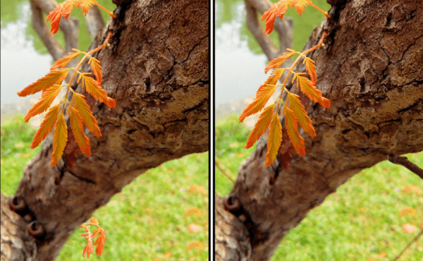 Spot the Difference Daily