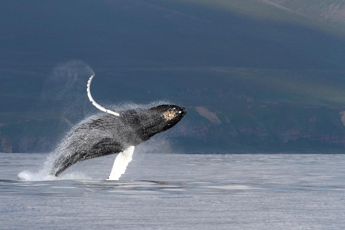 A humpback whale breaching near Bering Island, Kamchatka, Russia. (Courtesy of Olga Filatova, University of Southern Denmark)