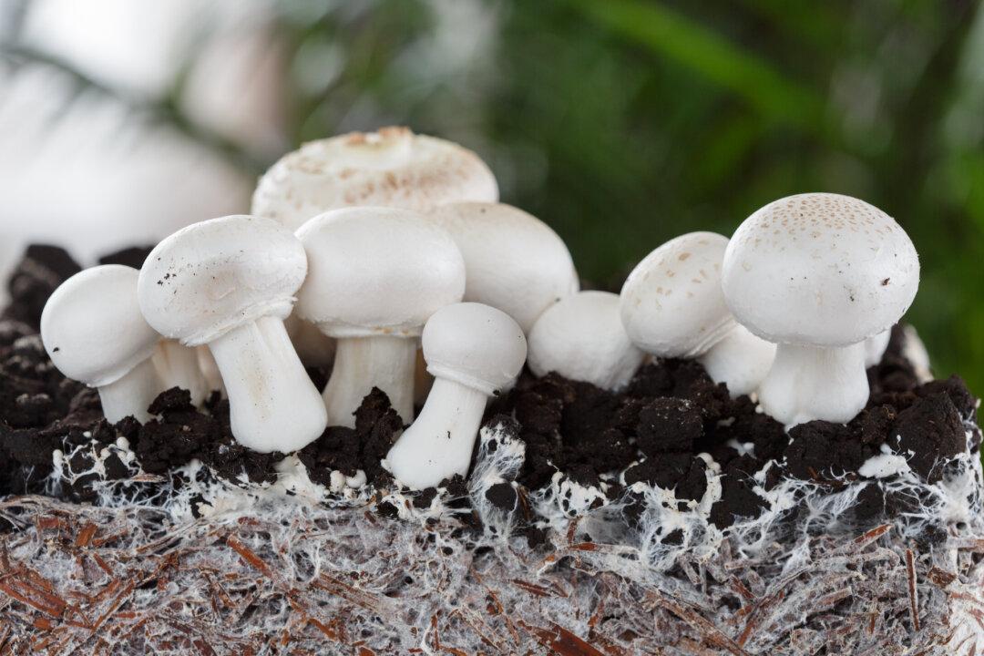 Reader Mail on Cleaning Mushrooms, Whiteboards, and Pfaltzgraff Dishes