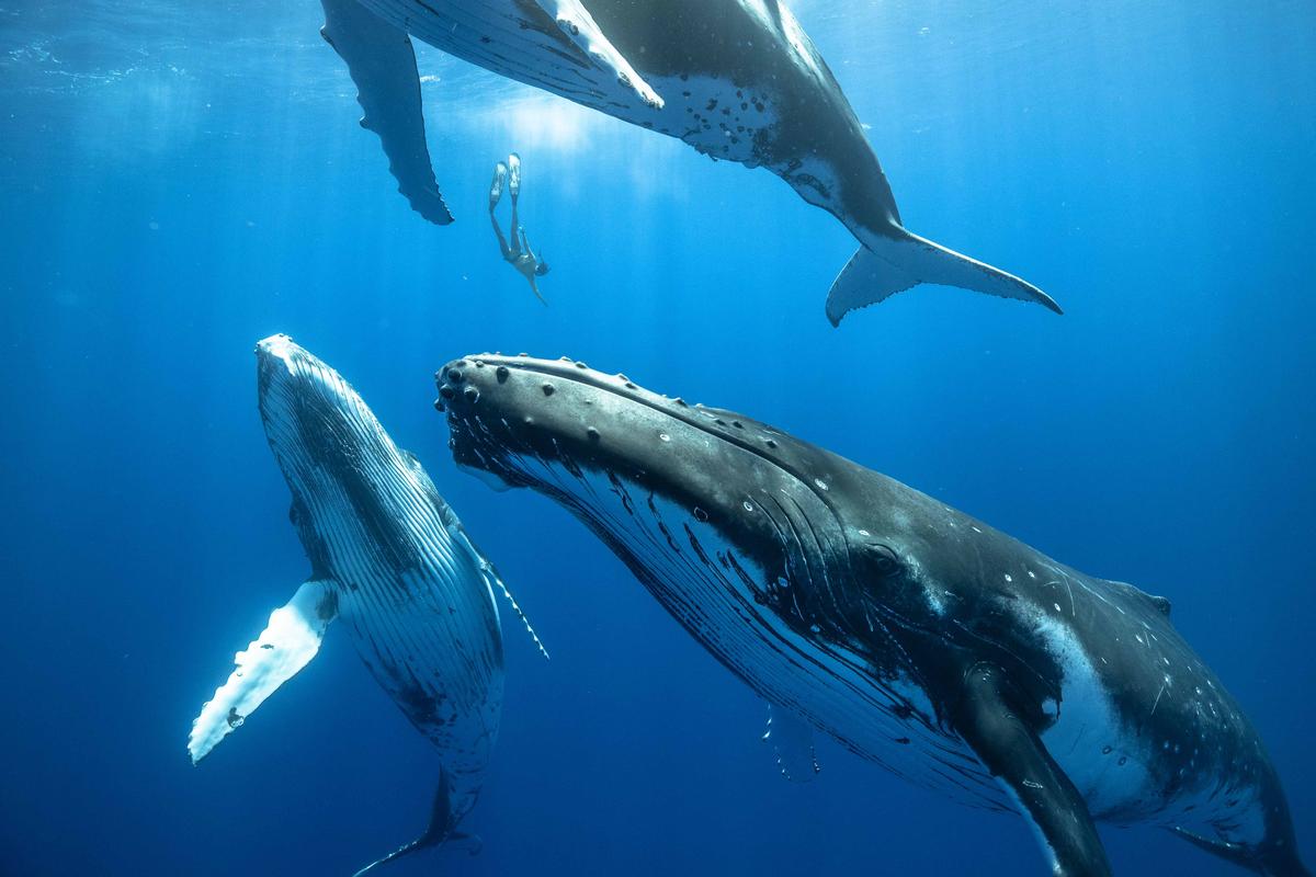 A free diver swims near three juvenile humpback whales. (Courtesy of Karim Iliya)