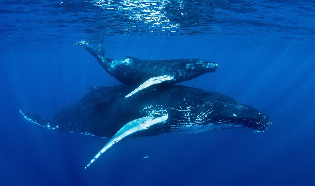 A mother humpback and her calf. (Illustration - BiniClick/Shutterstock)