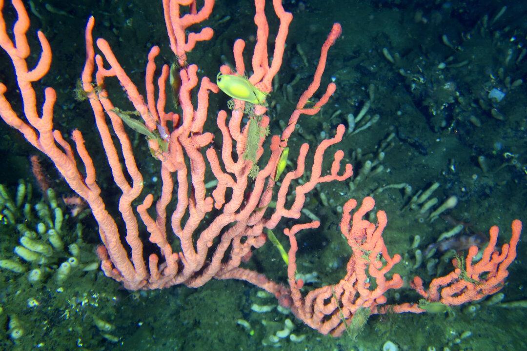 Government Closes Bottom-Contact Fishing Near Rare BC Coral Reef