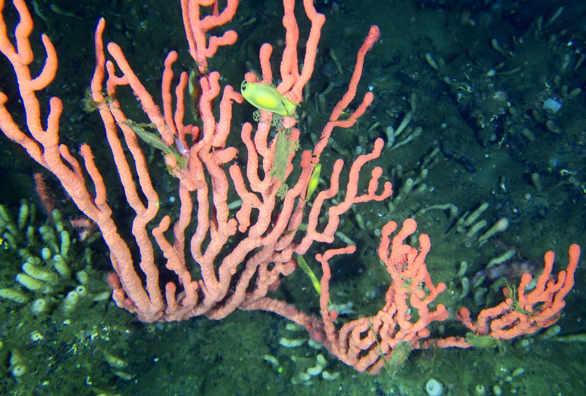 Government Closes Bottom-Contact Fishing Near Rare BC Coral Reef