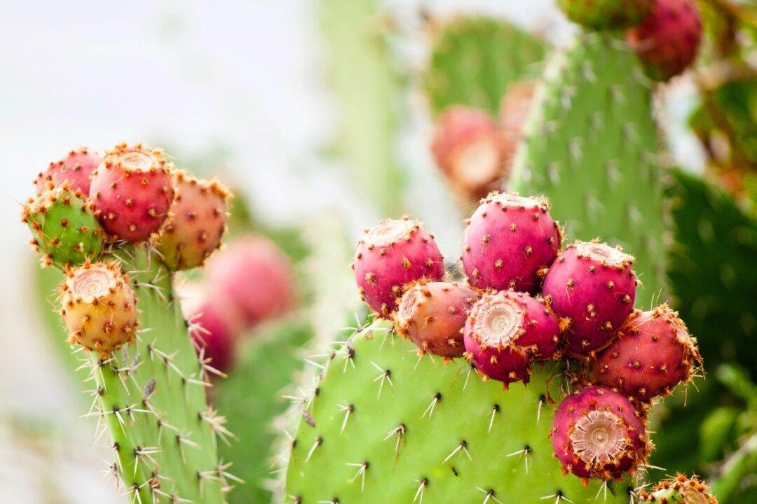 Prickly Pear Cactus: Helps Manage Diabetes, Cancer, Heart Disease, and More