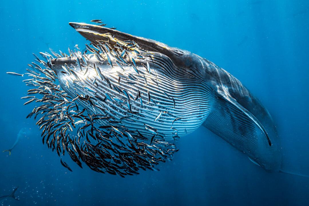 Dazzling Marine Life, Sunken War Machines, and So Much More: 2024 Underwater Photographer of the Year Awards