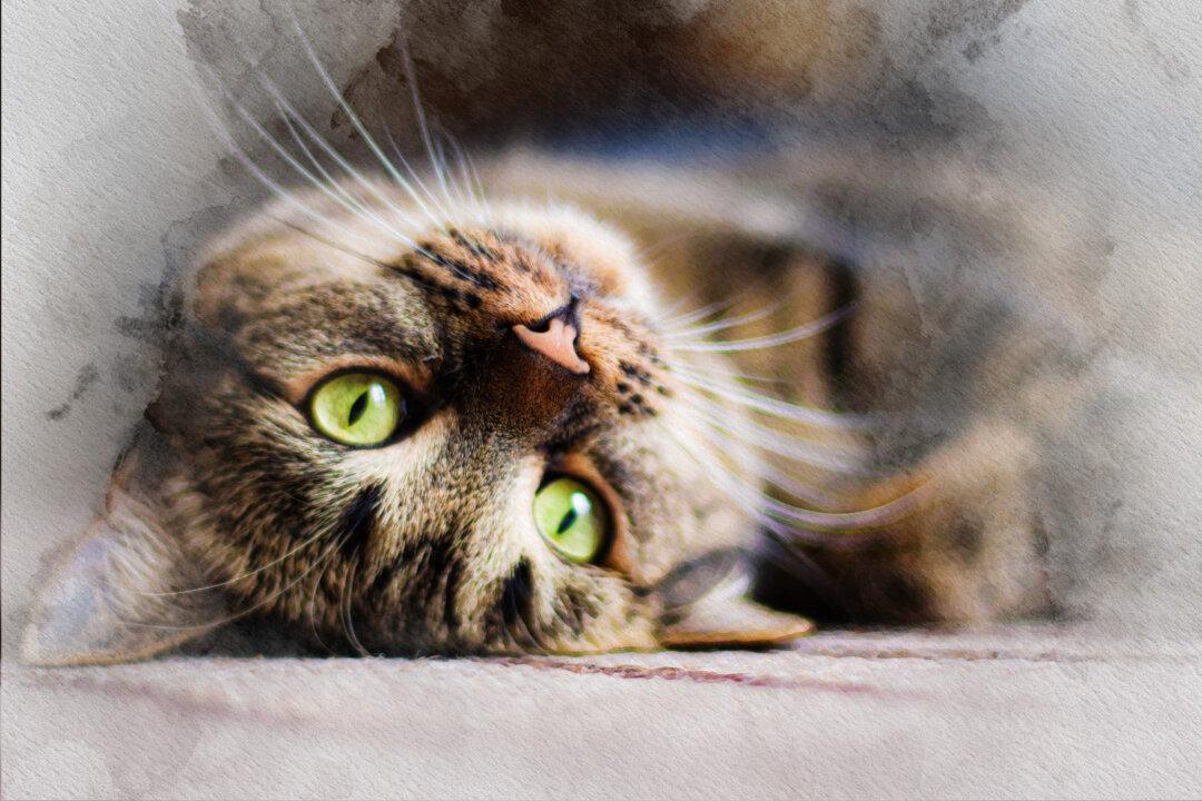 What Your Cat Is Really Thinking, According to Cat Behavior Experts