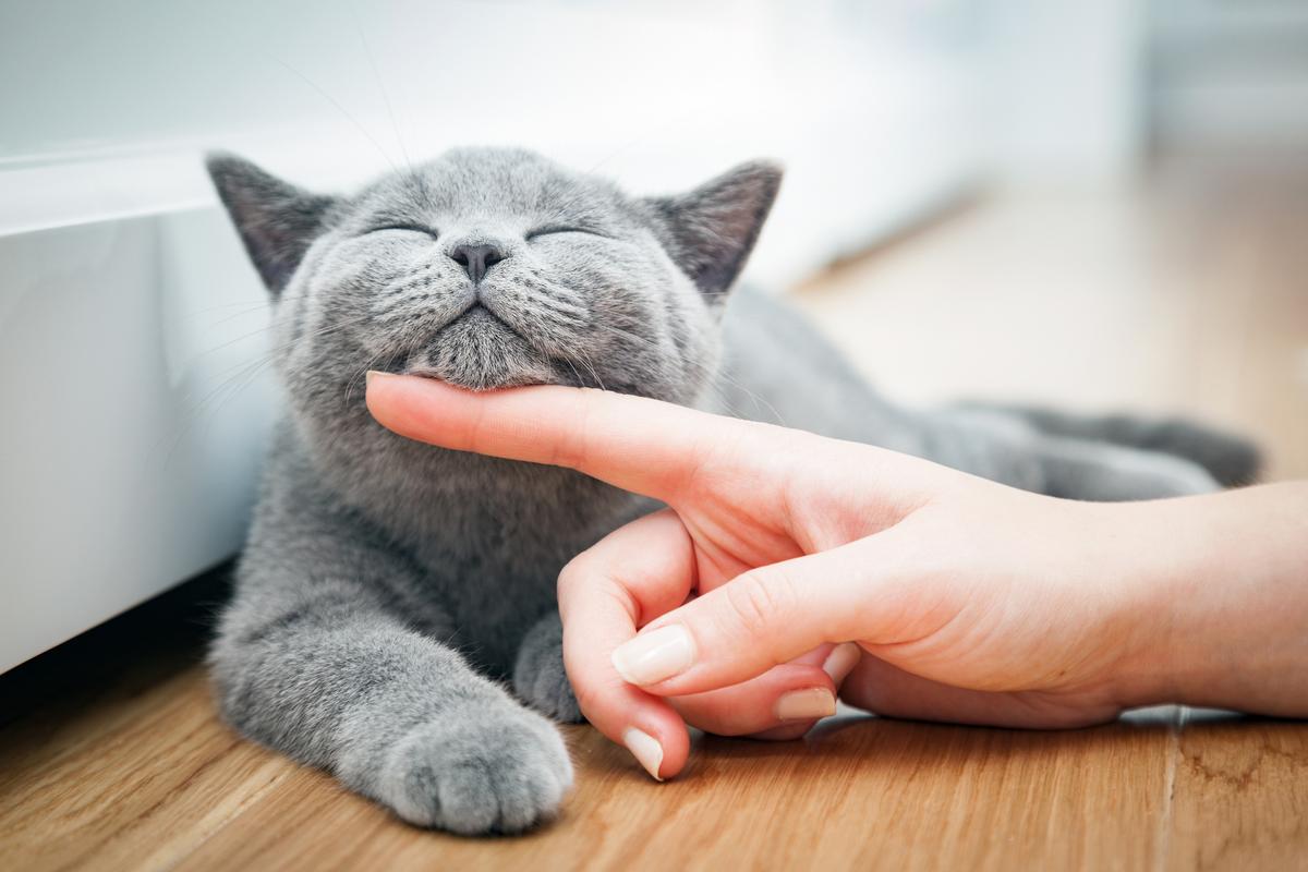 Each cat has its own personality. Some are more physically affectionate than others. (NiseriN/iStock/Getty Images Plus)