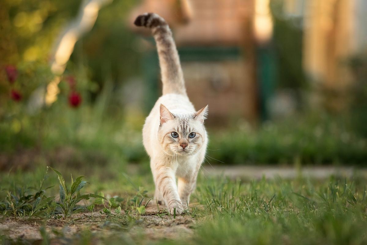 Cats can communicate a lot through their tails. (Altsva/Shutterstock)