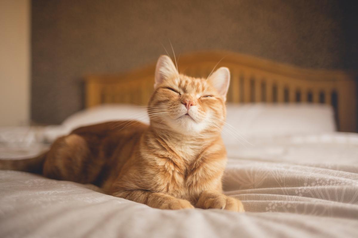 Slow-blinking indicates that the cat trusts you. (Image by Chris Winsor/Moment/Getty Images)