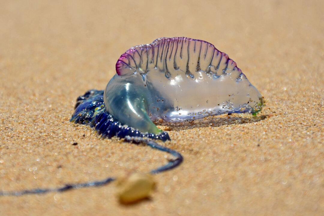 Tourists Warned of Dangerous Marine Creature on Mexican Beaches