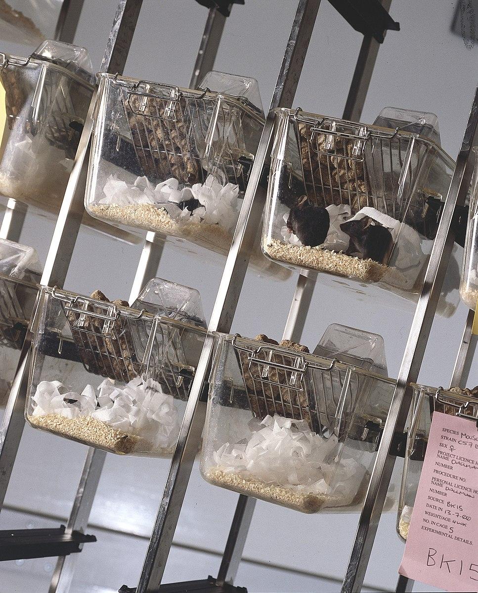 Ms. Harper discovered a room full of neglected lab mice similar to the one shown above, in her investigation of the private lab. (<a href="https://commons.wikimedia.org/w/index.php?title=User:Palosirkka&action=edit&redlink=1">Palosirkka</a>/<a href="https://creativecommons.org/licenses/by/2.0/deed.en">CC BY-SA 2.0</a>)
