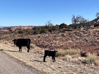 A cow and a calf in the arid southeastern Utah plains. (Courtesy of Deena Bouknight)