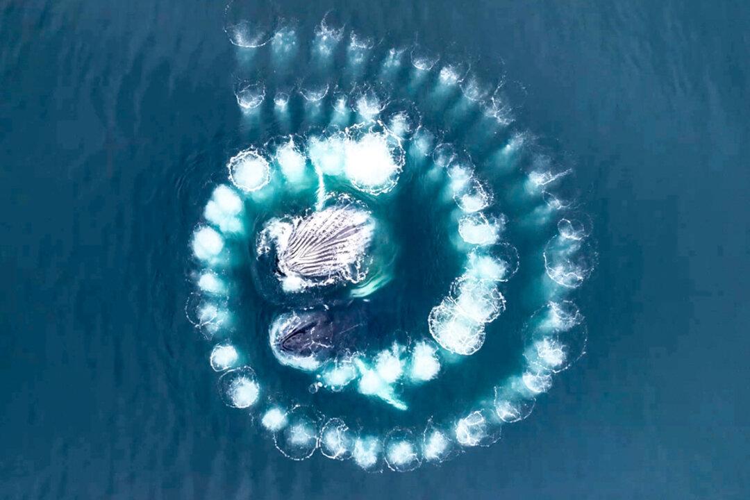 Humpback Whales Form Mesmerizing Spiral of Bubbles Under Water, Here’s Why: Drone Video