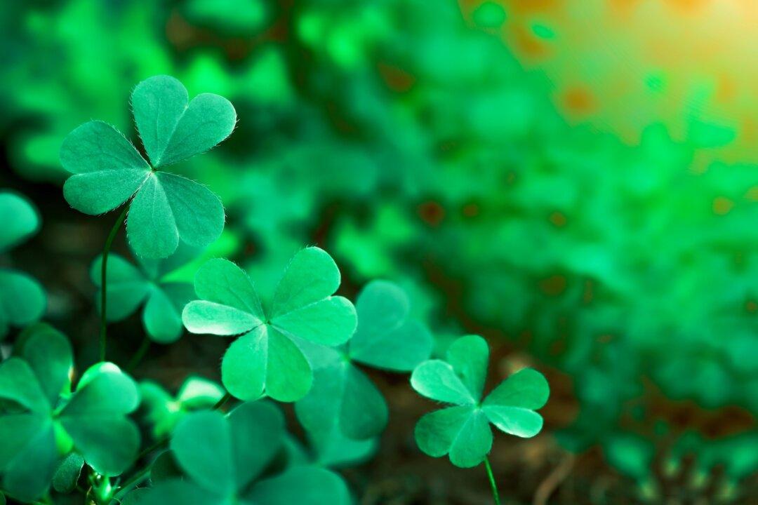 Why Shamrocks Are the Symbol of St. Patrick’s Day