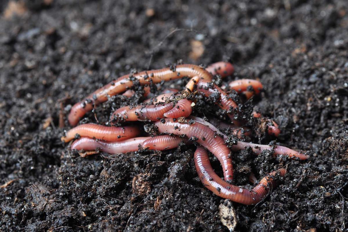 Earthworms. (Wawritto/Shutterstock)