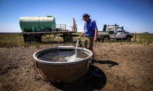 Farmers Struggling to Keep Up With ‘Constantly’ Changing Environmental Laws: Peak Body