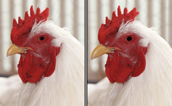 Spot the Difference Daily