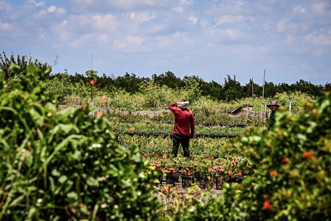 17 States, Farmers Sue to Block Federal Rule Allowing Foreign Workers to Unionize