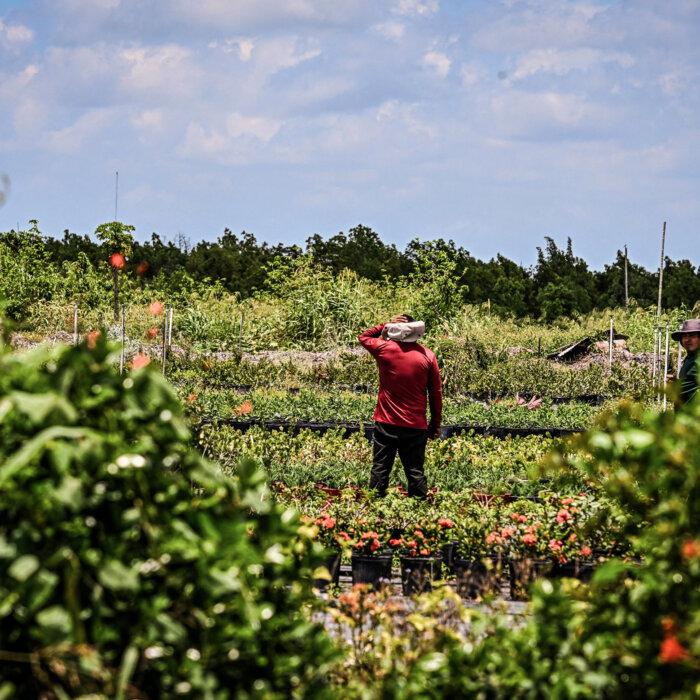 17 States, Farmers Sue to Block Federal Rule Allowing Foreign Workers to Unionize