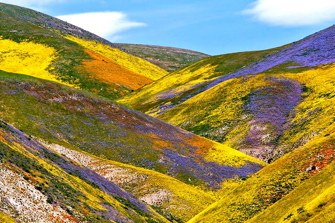 Will 2024 Give Southern California a Superbloom? Where to See Wildflowers Now