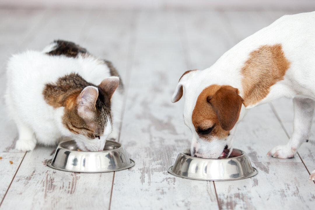 Interior Design Isn’t Just for Humans. There Are Better Ways to Incorporate Your Pet Too