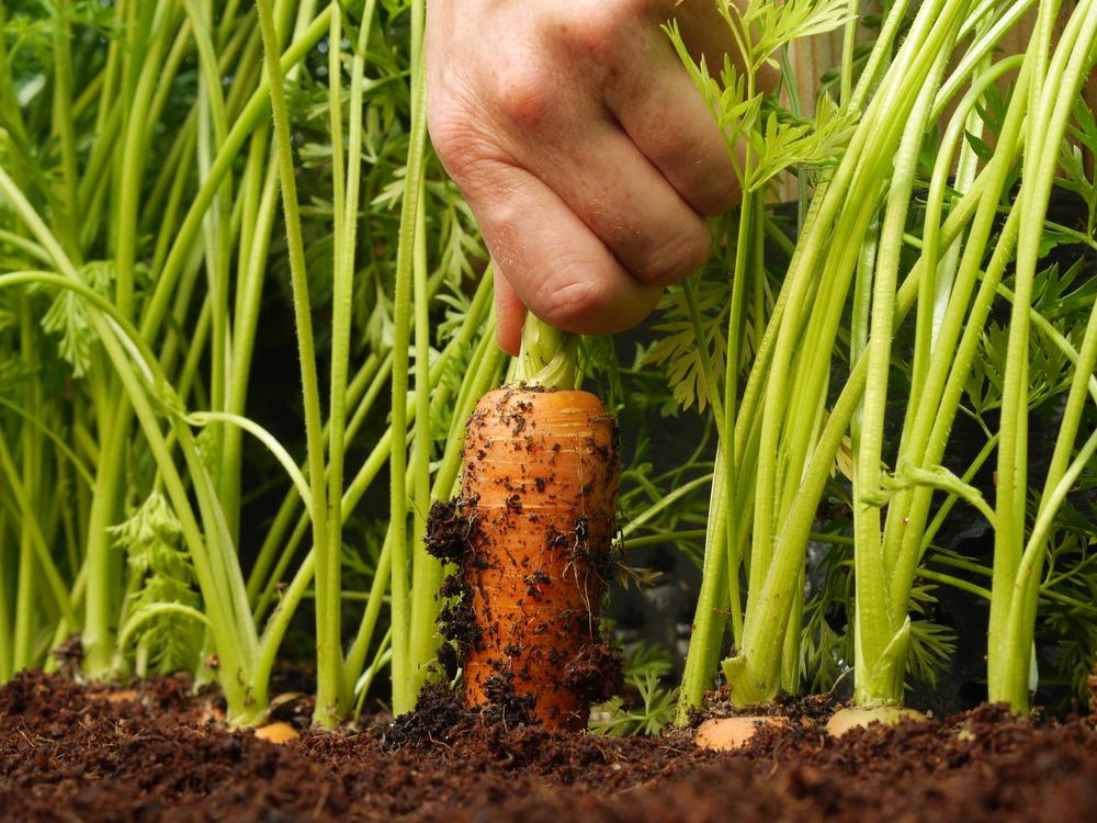 Carrots and other root crops are best grown directly in the ground, as long as it's not too wet. (Floki/Shutterstock)