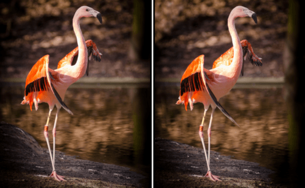 Spot the Difference Daily