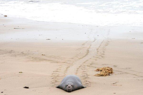 An elephant seal moves up the beach in Ragged Point, Calif., on Jan. 2, 2023. (Stefani Reynolds/AFP via Getty Images)
