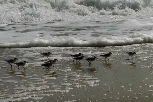 Snowy plovers run in the surf at Melbourne Beach in Florida on March 25, 2007. (Karen Bleier/AFP via Getty Images)