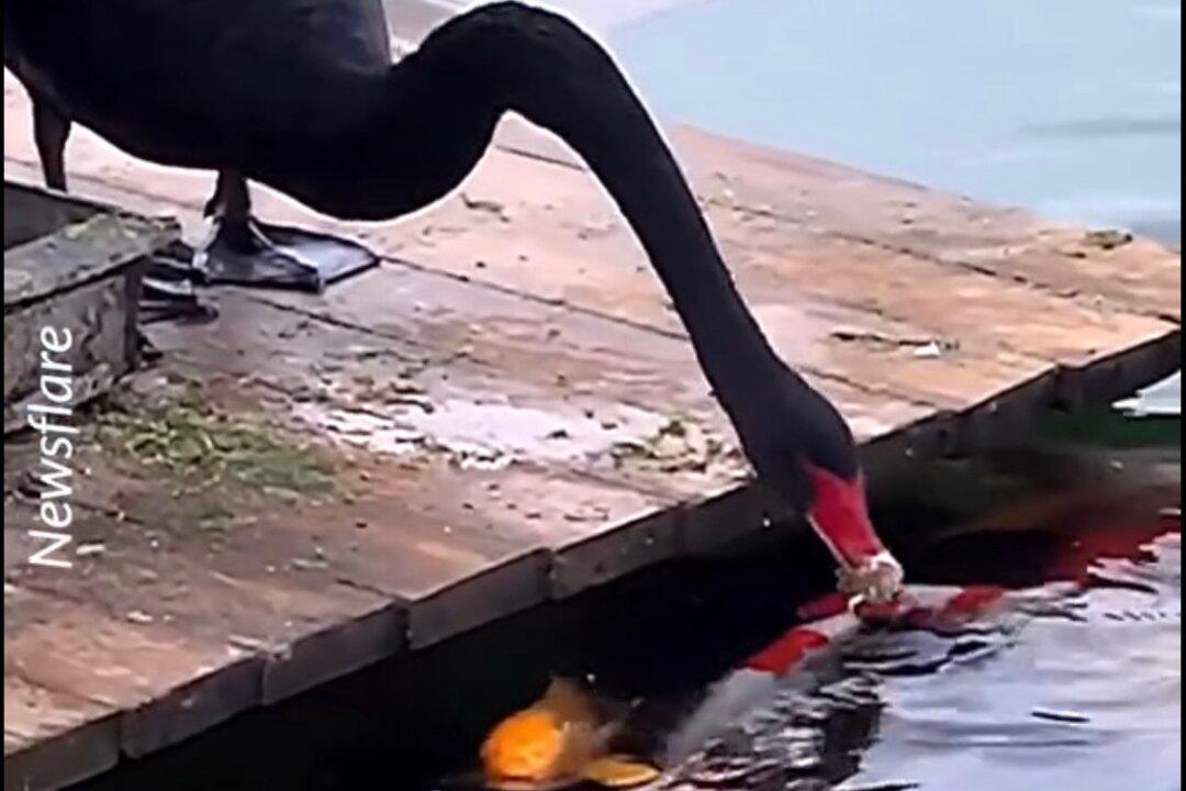 Black Swan Spotted ‘Feeding’ Koi in Lake