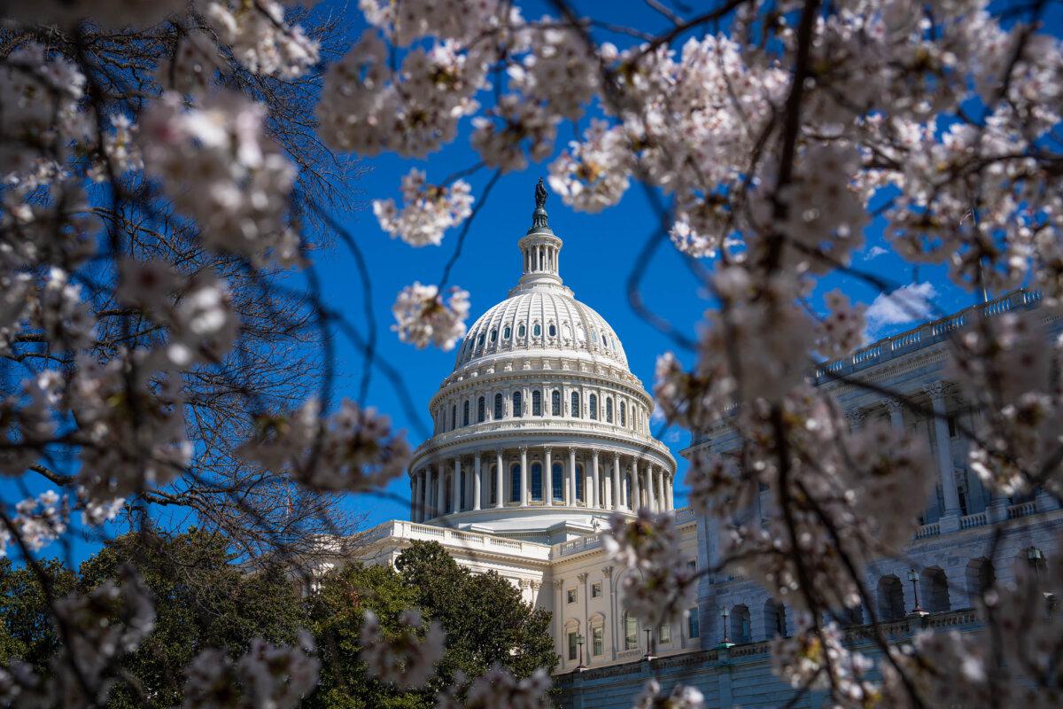 The U.S. Capitol building during cherry blossom season in Washington on March 20, 2024. (Madalina Vasiliu/The Epoch Times)