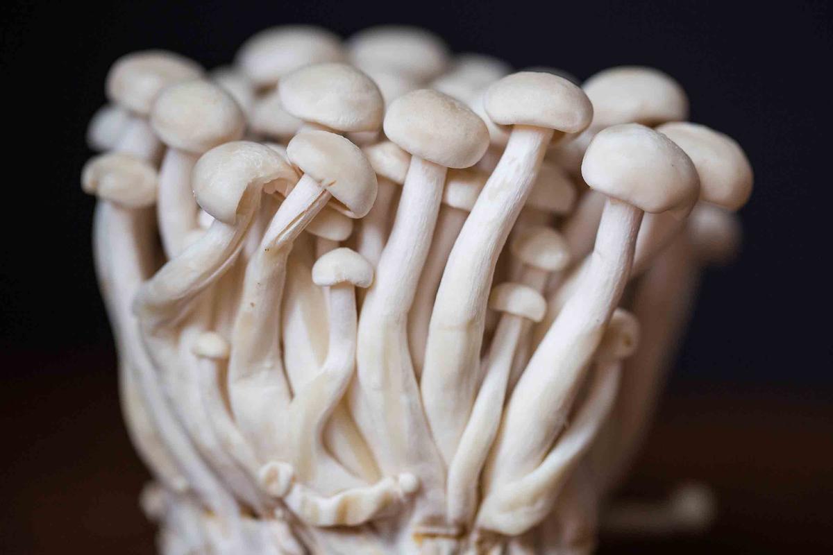 Enoki mushrooms. (Illustration/Lindsay E Thompson - Shutterstock)