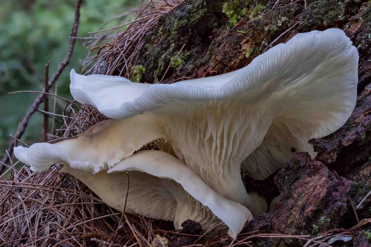 Ghost fungi. (Illustration/Anne Powell - Shutterstock)