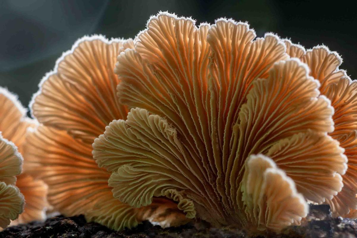 Split gill fungi. (Illustration/Anne Powell - Shutterstock)