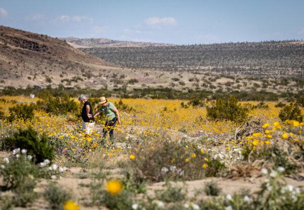 A wildflower bloom takes place in Anza-Borrego Desert State Park, Calif., on March 20, 2024. (John Fredricks/The Epoch Times)