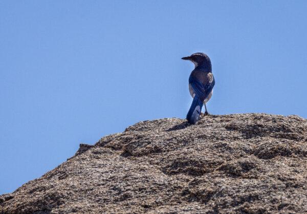 A blue jay rests on a rock in Anza-Borrego Desert State Park, Calif., on March 20, 2024. (John Fredricks/The Epoch Times)