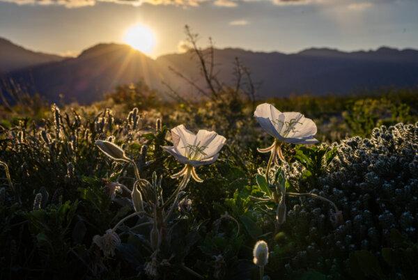 A wildflower bloom takes place in Anza-Borrego Desert State Park, Calif., on March 20, 2024. (John Fredricks/The Epoch Times)