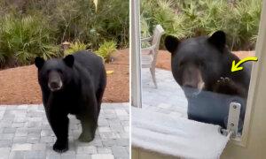 VIDEO: Florida Woman Was ‘Super Nervous’ as a Black Bear Knocked on Her Glass Door With His Paw